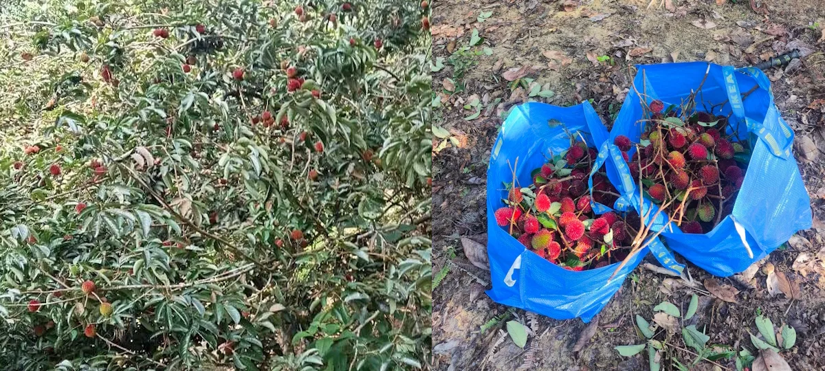 Fresh Pulasan Harvest