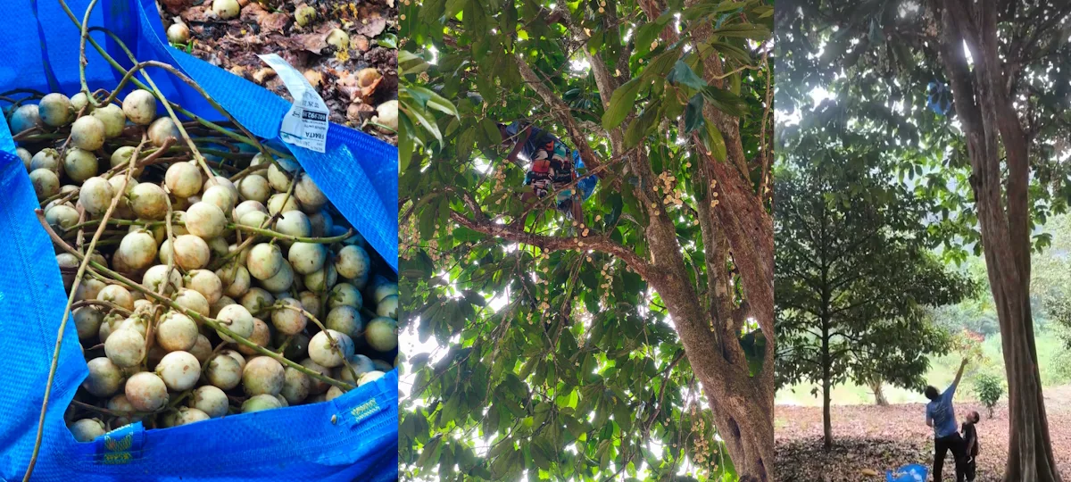 Scaling Trees for Sweet Rambai