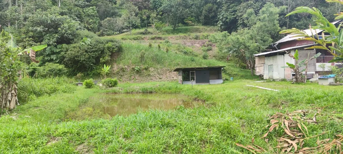 A small family farm by Dino and Mino at Batu 14, Hulu Langat